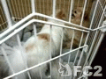 動画:コレって?